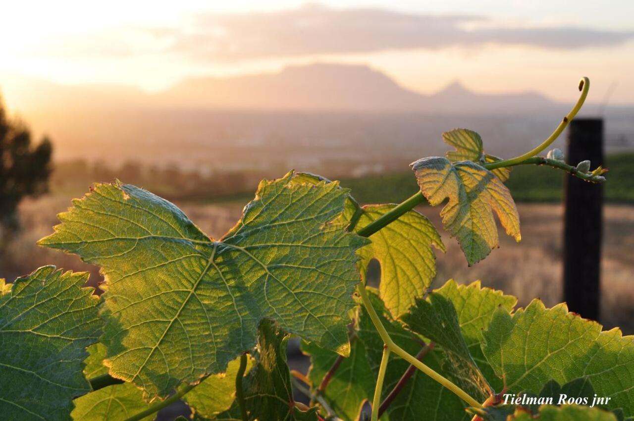 Mooiplaas Wine Estate Apartment Stellenbosch Bagian luar foto
